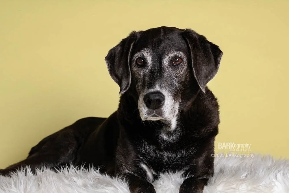 I missed my hair appointment this week because I got food poisoning. I&rsquo;m going to look like this soon.
⠀⠀⠀⠀⠀⠀⠀⠀⠀
Actually if I grayed as nicely as Molly, I might let it go.
⠀⠀⠀⠀⠀⠀⠀⠀⠀
And this song in honor of this band&rsquo;s drummer who recen