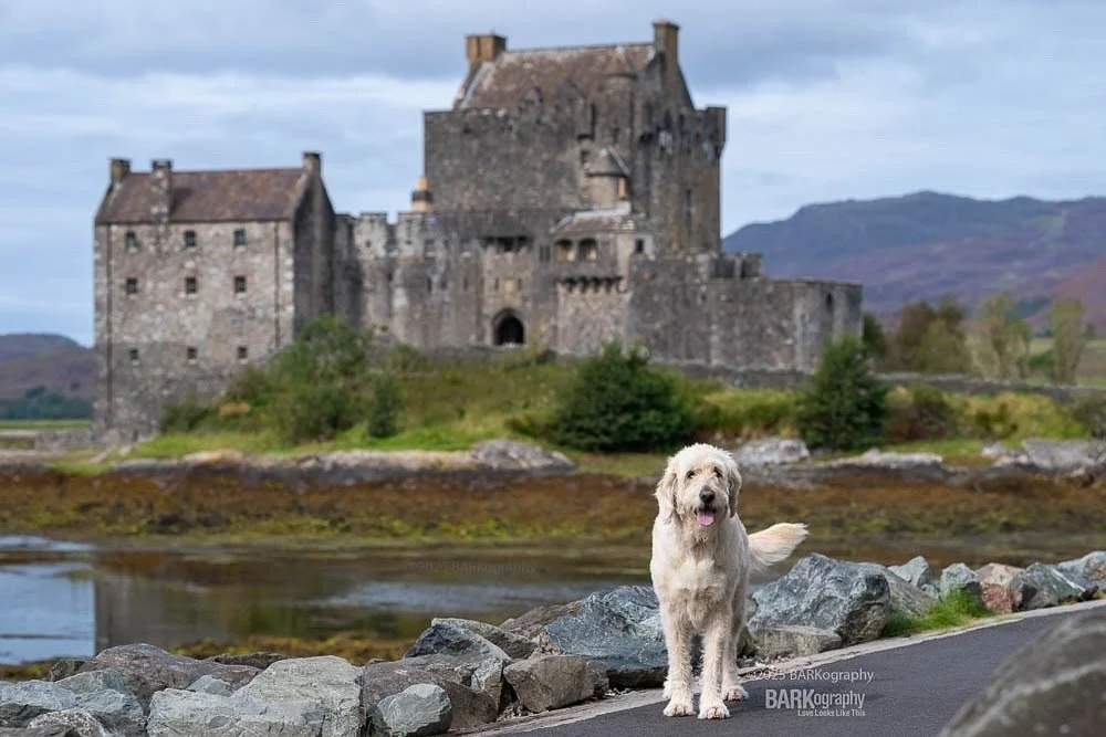 From my trip to Scotland traveling around the highlands with a doodle and her dad.
⠀⠀⠀⠀⠀⠀⠀⠀⠀
#barkography #lovelookslikethis #visitscotland #eileandonancastle #labradoodles #hereforthedoods #bucketlisttrip