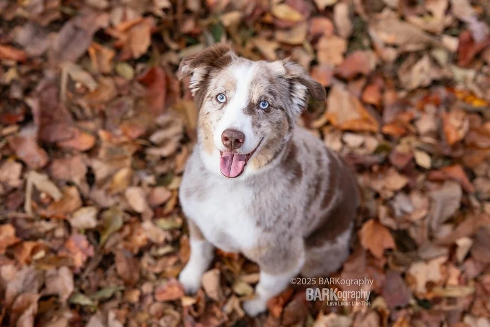 It&rsquo;s fall in NC y&rsquo;all and I got to photograph this gorgeous smiling Australian Shepherd Mikey over the weekend.
.
.
#barkography #lovelookslikethis #itsfallyall #fallinnc #aussielovers #australianshepherdlovers #dogsmiles #smilingdog #704