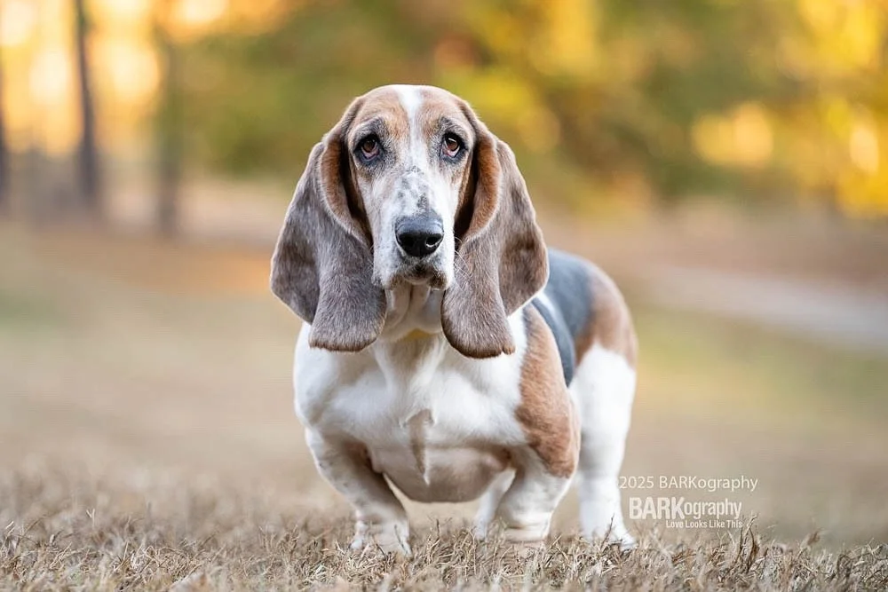 It has been way too long since I&rsquo;ve photographed a basset. I love this breed.
⠀⠀⠀⠀⠀⠀⠀⠀⠀
This is Olaf, a foster fail from @carolina.basset.hound.rescue.
⠀⠀⠀⠀⠀⠀⠀⠀⠀
His mom won a gift certificate I donated to @humanecharlotteyap to help with fundr