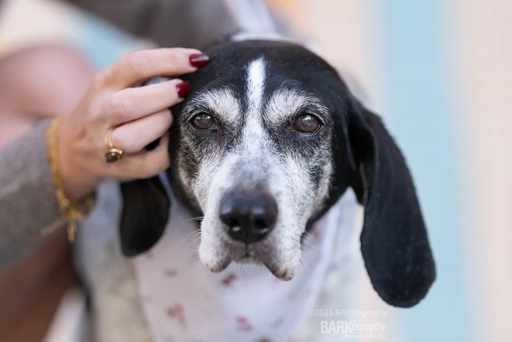 You want photos with your dog but you don&rsquo;t want to be IN the photos.
⠀⠀⠀⠀⠀⠀⠀⠀⠀
This is 16 year old Lola.
.
.
#barkography #lovelookslikethis #704dogs #cltdogs #seniordogsrock #adopteddogs #heartdog #hounddogs