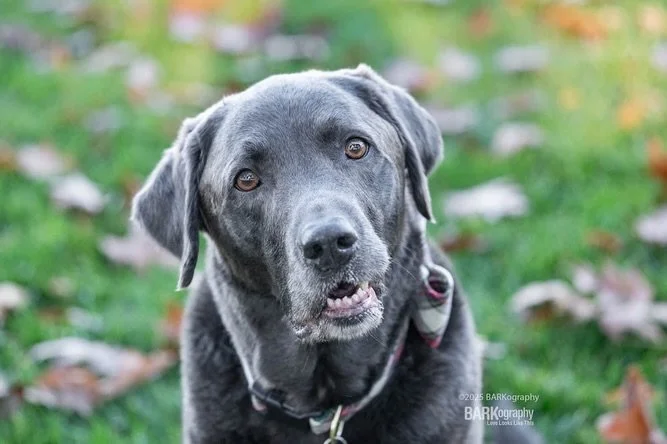 This is Tank and he&rsquo;s about to star in his 2nd book.

I photographed him last year before the official launch of the book and I just got to see him (and his three 4-legged siblings) this past weekend.

This boy&rsquo;s smile is so cute and wait