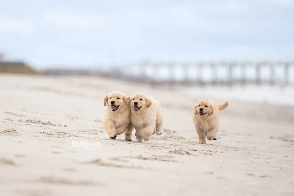 I&rsquo;m offering a Black Friday deal for all of my previous clients.
⠀⠀⠀⠀⠀⠀⠀⠀⠀
If you&rsquo;re a previous client look for an email from me later this week. If you don&rsquo;t see an email, please reach out to me.
⠀⠀⠀⠀⠀⠀⠀⠀⠀
I am so thankful for all 