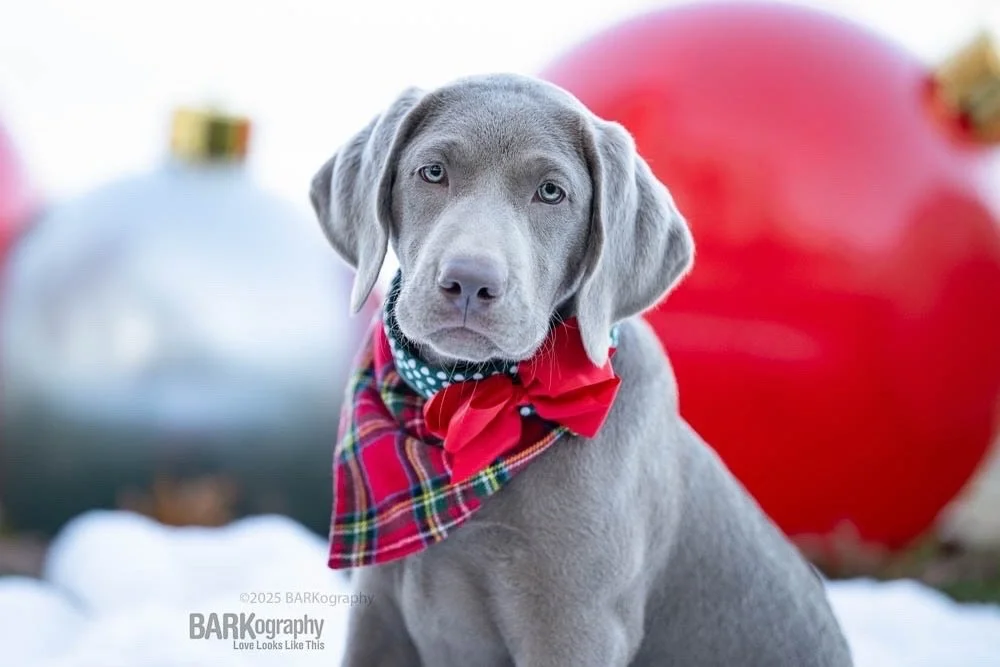 Did I want to steal this puppy after our photo shoot?
⠀⠀⠀⠀⠀⠀⠀⠀⠀
This is Blu and I left without her. She is so precious and her fur is so soft. I totally fell in love!
⠀⠀⠀⠀⠀⠀⠀⠀⠀
#barkography #lovelookslikethis #silverlabradorpuppy