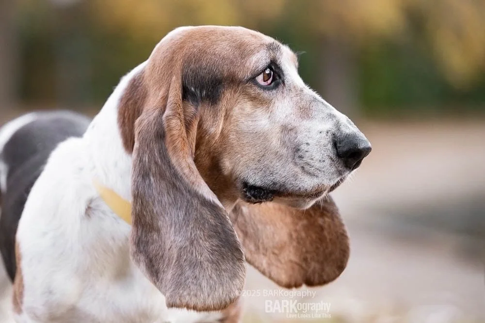 These ears are everything!! ❤️
⠀⠀⠀⠀⠀⠀⠀⠀⠀
I just finished editing Olaf&rsquo;s gallery and sending his photos to his mom.
⠀⠀⠀⠀⠀⠀⠀⠀⠀
You&rsquo;ll be seeing a lot more of these ears. 🥰
#barkography #bassethoundgram #704dogs