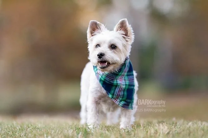 I just finished editing Tucker&rsquo;s photos. This was the 2nd time I got to photograph him and his smile is still as cute as it was last year.

You may remember him.

He&rsquo;s the celery lover. 😂

#barkography #dogsmiles #smilingdog #dogportrait