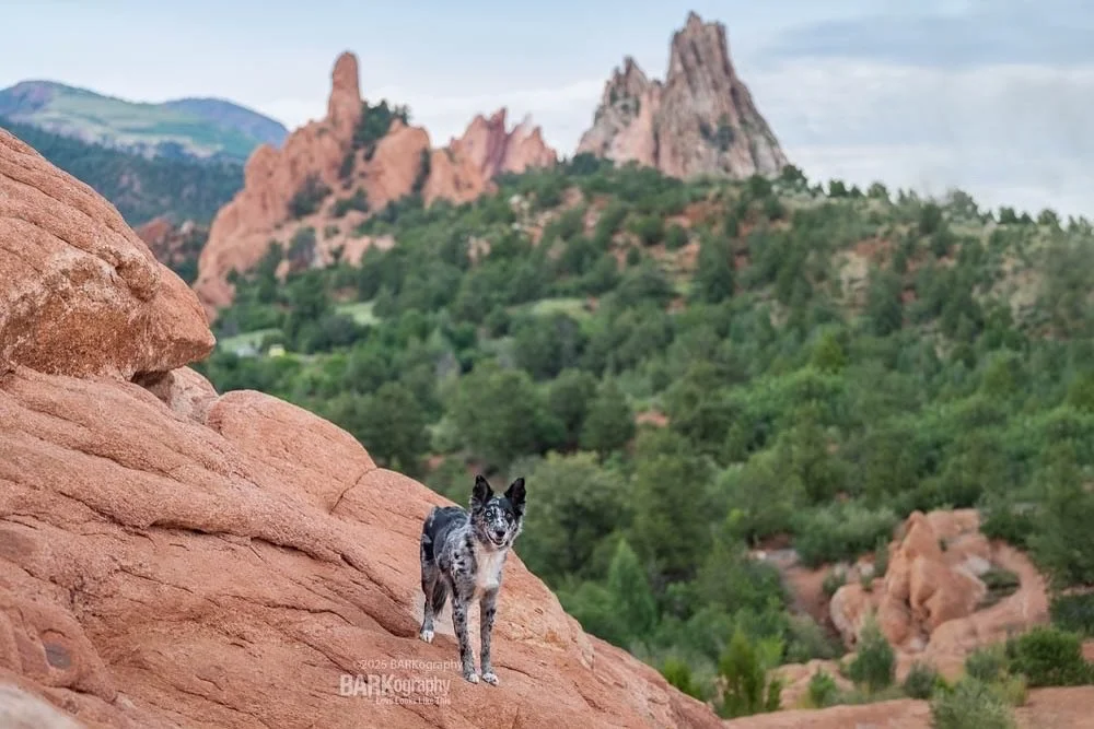 Pretty and perfect weather. That was Colorado in mid July.
⠀⠀⠀⠀⠀⠀⠀⠀⠀
Traveling to photograph dogs is the best job in the world.

Thanks Ginger / @gingerwickphoto. I think back on this trip and love the memories. Well except for the Eric Church concer