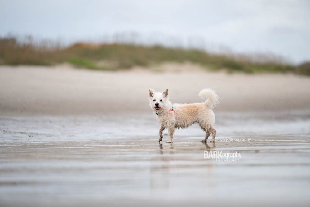 Dreaming of warmer days and playing in the ocean.
⠀⠀⠀⠀⠀⠀⠀⠀⠀
#barkography #lovelookslikethis #travelingdogphotographer #704dogs