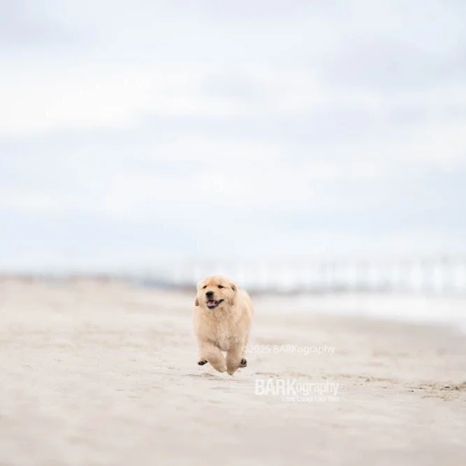 Things that make me happy: photographing puppies on the beach and catching one of them with all 4 paws in the air. #barkography #professionaldogphotographer #willtraveltophotographdogs #goldenretrieverpuppylover