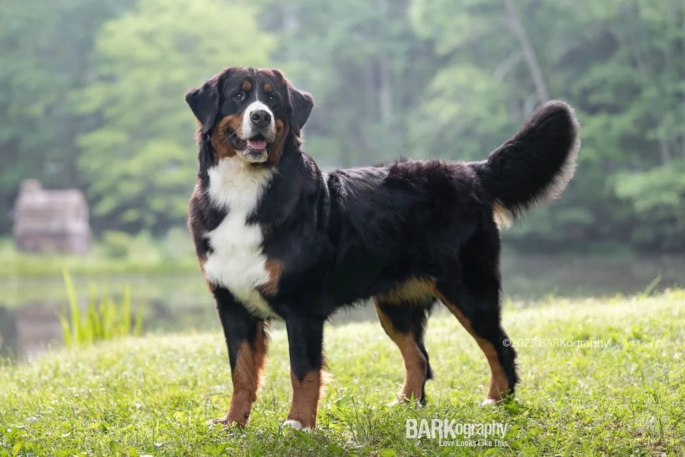 I dream a lot about a lot of things and by dream I mean wish. I dream about owning a @basiamillebernese.
⠀⠀⠀⠀⠀⠀⠀⠀⠀
In reality it will probably won&rsquo;t happen for several reasons (Jeff!) but I do love dreaming about it and I am fortunate to have p