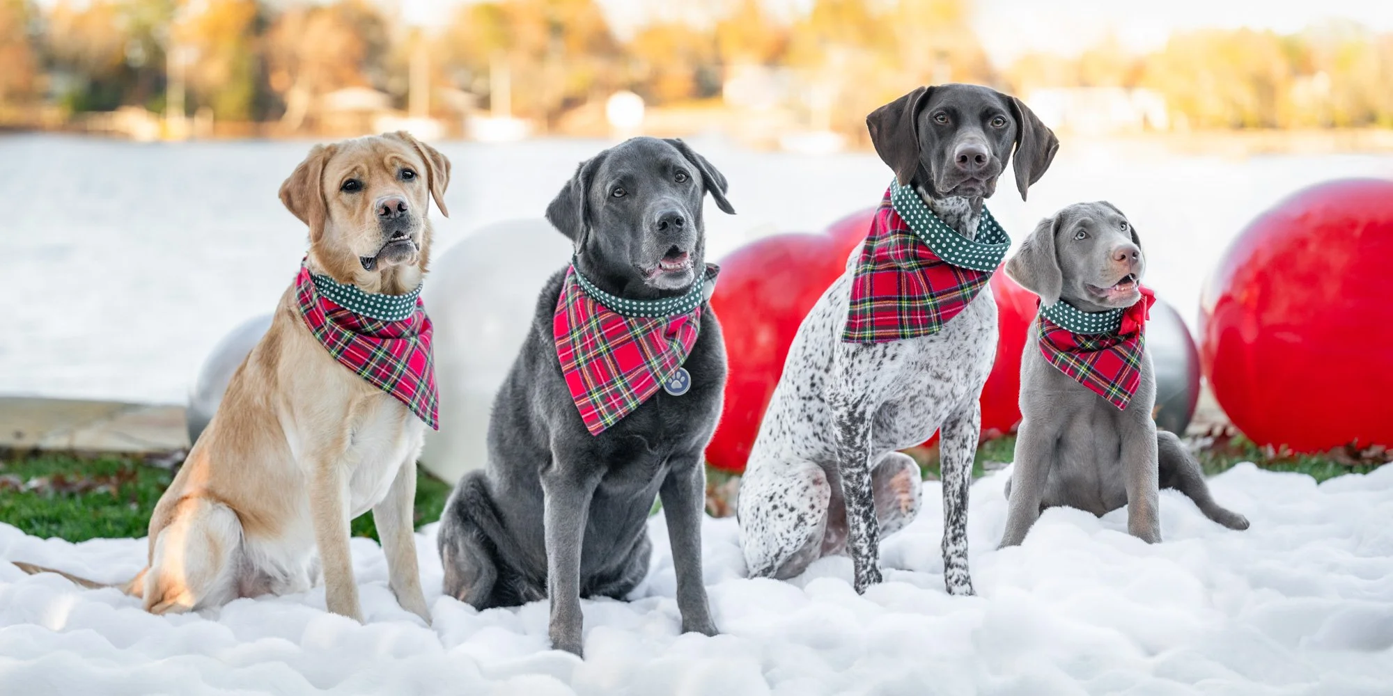 Christmas photo with 3 labradors and a German shorthaired pointer