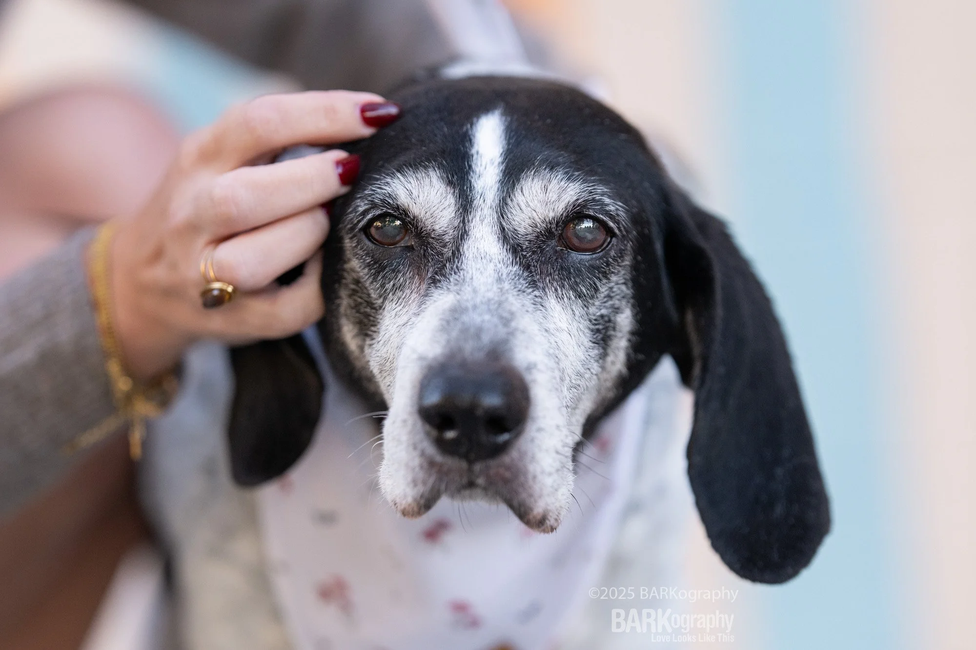 senior hound dog being pet by dog mom