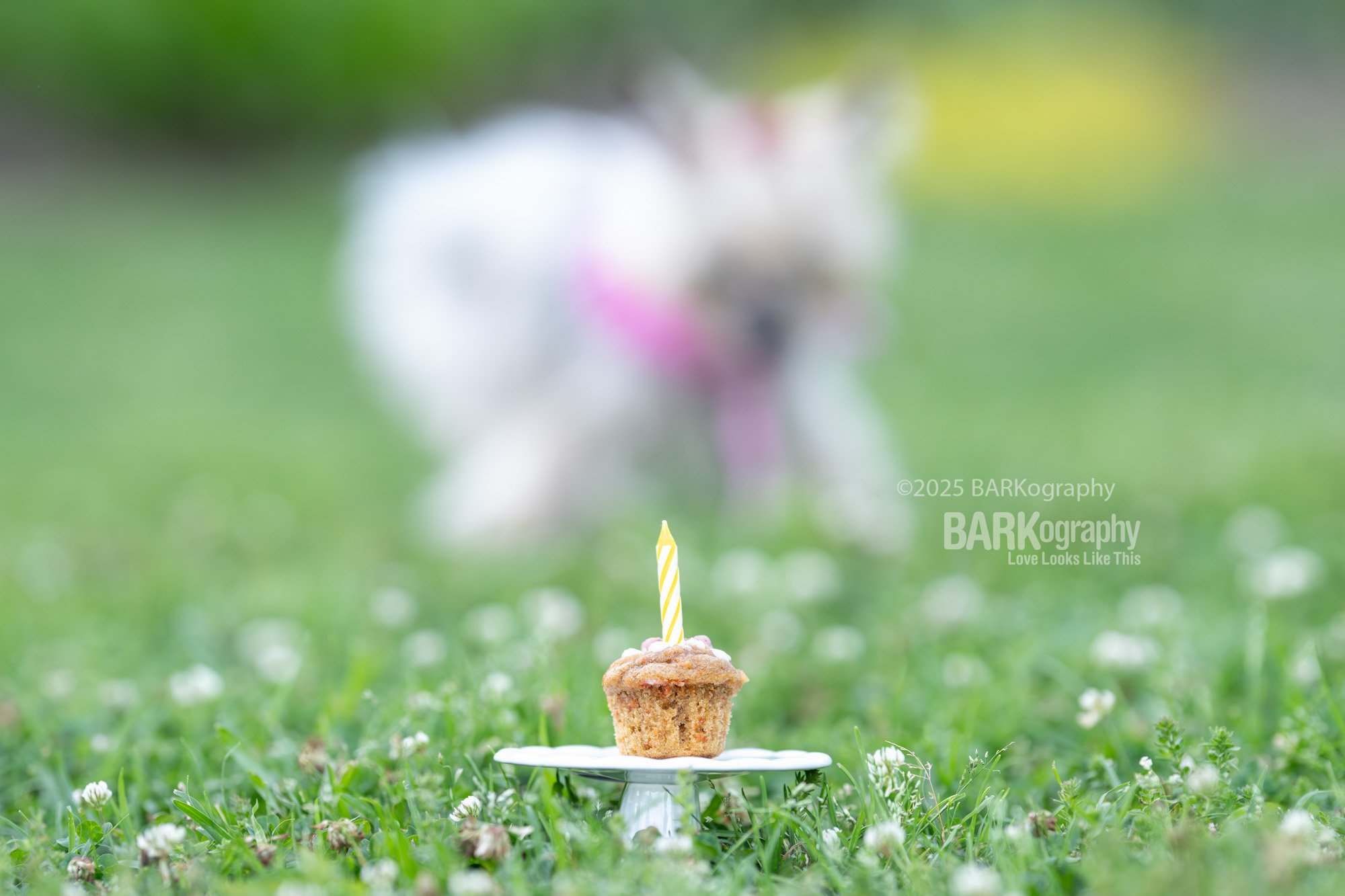 18 year old dog birthday party.jpg