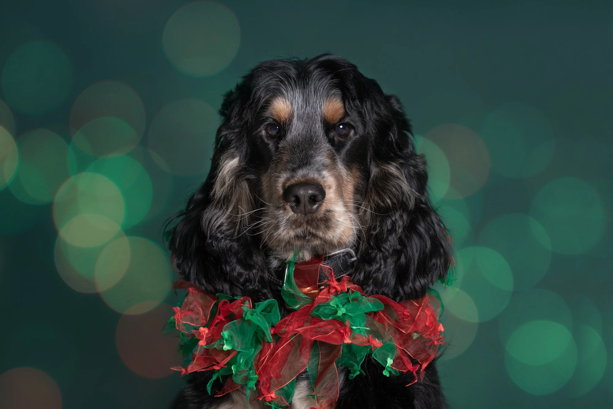 Christmas photo of spaniel