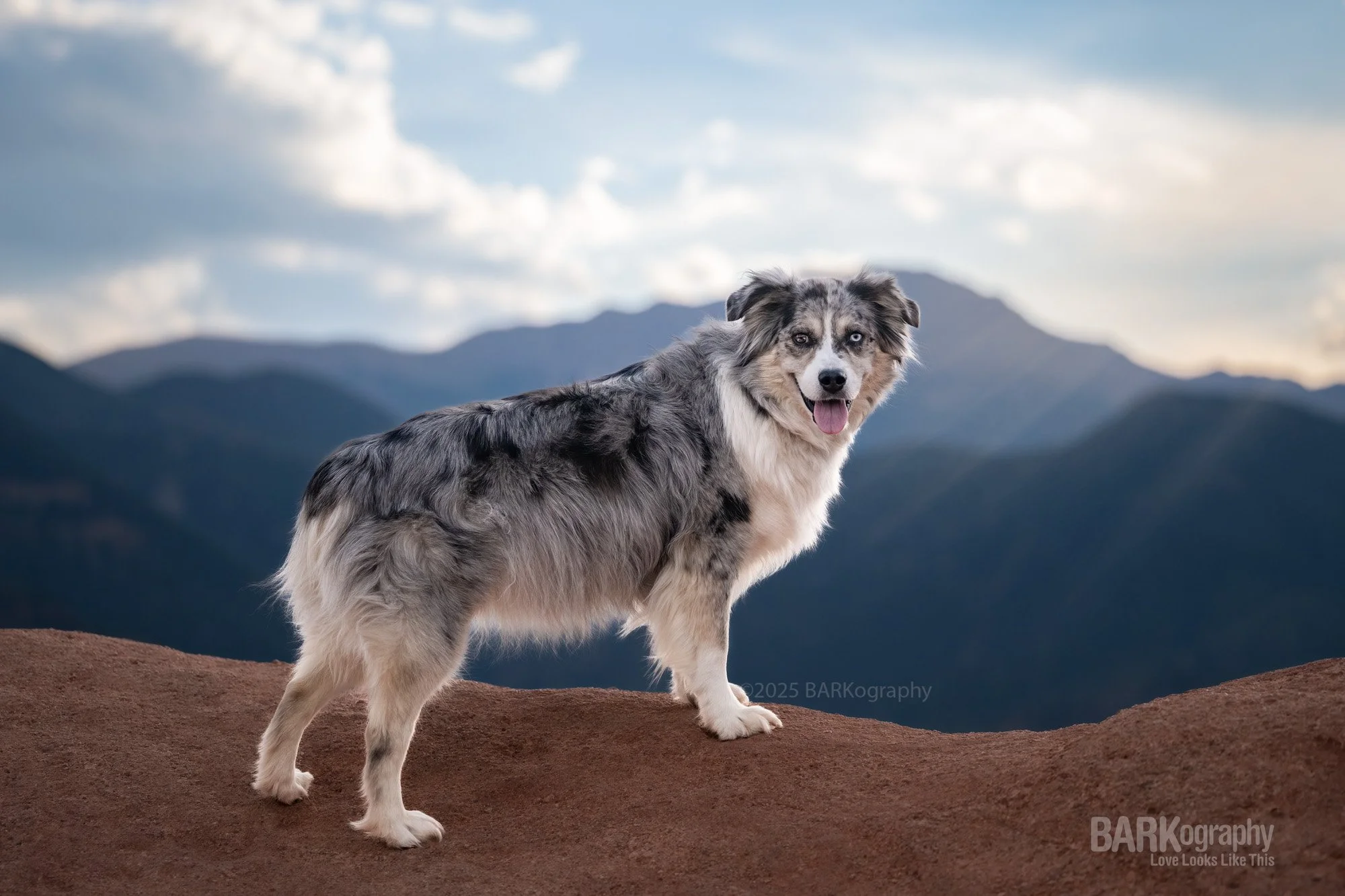 Australian Shepherd posing on mountain top