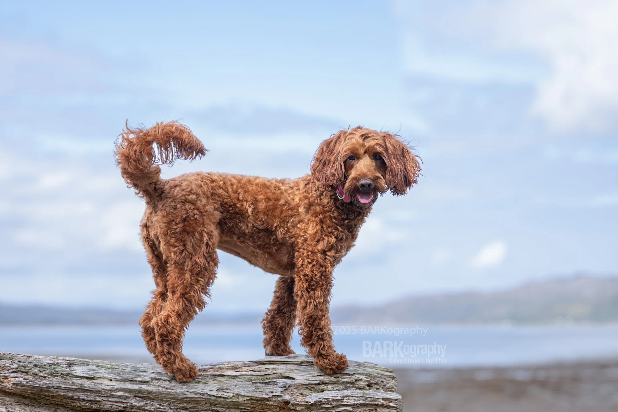 2025 traveling photographer favorite dog photo in Scotland.jpg