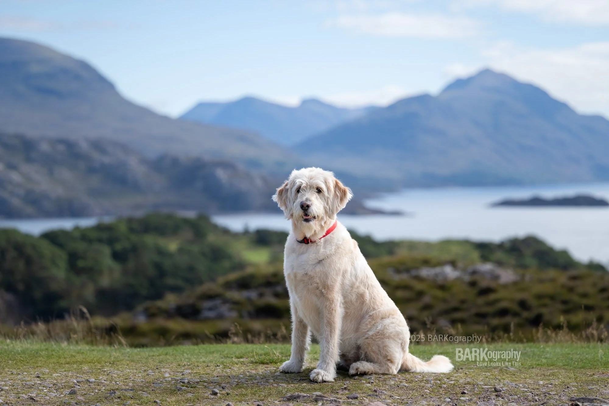 2025 Year in Review traveling dog photographer in Scotland.jpg