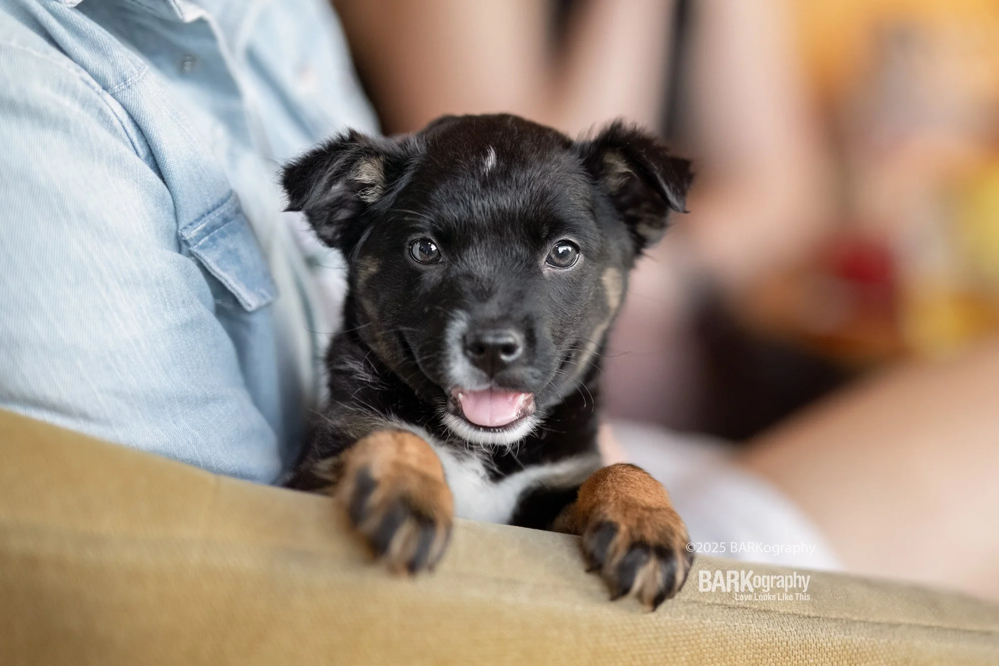adoptable dog event at Hopfly Charlotte NC.jpg