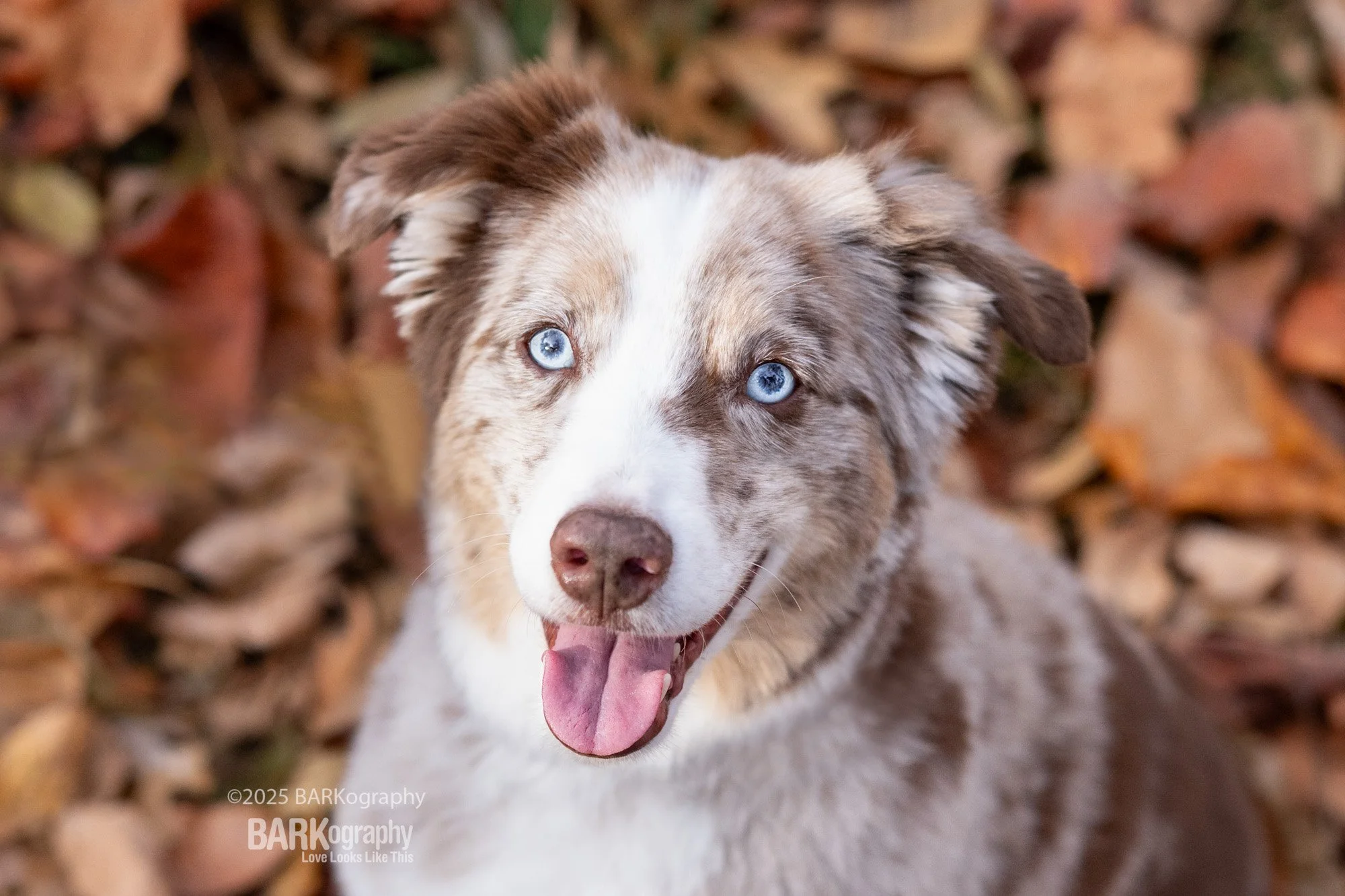 Australian Shepherd close up.jpg