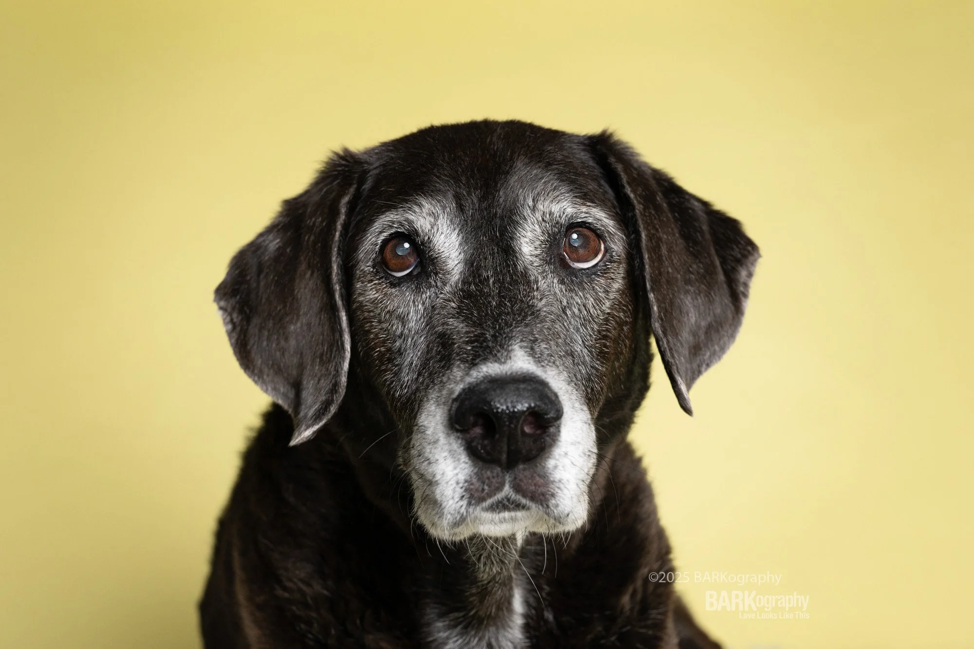 BARKography photographer's adopted houng dog mix.jpg