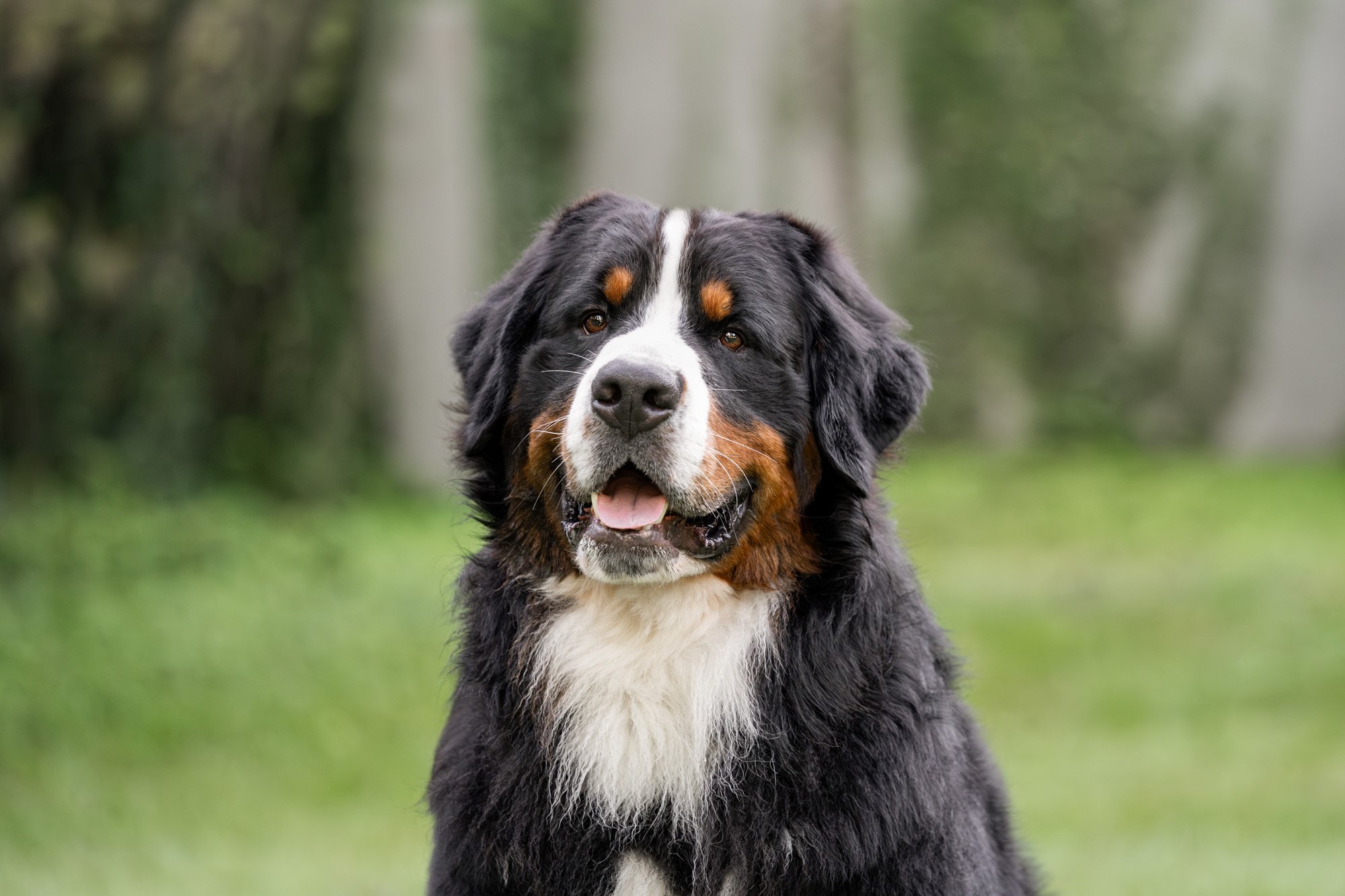 Basia Mille Bernese Mountain Dog.jpg