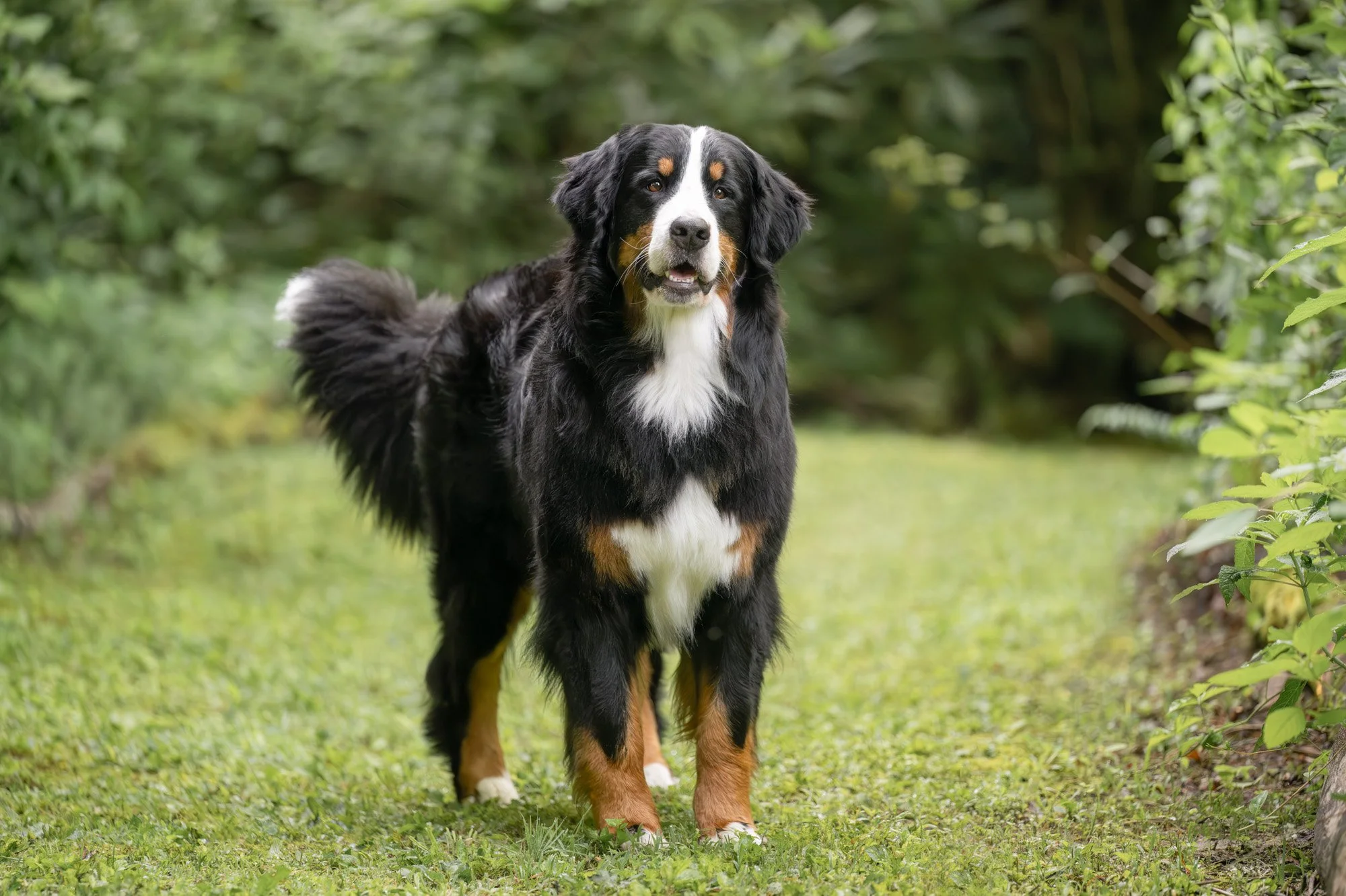 bernese mountain dog 2025 photo.jpg