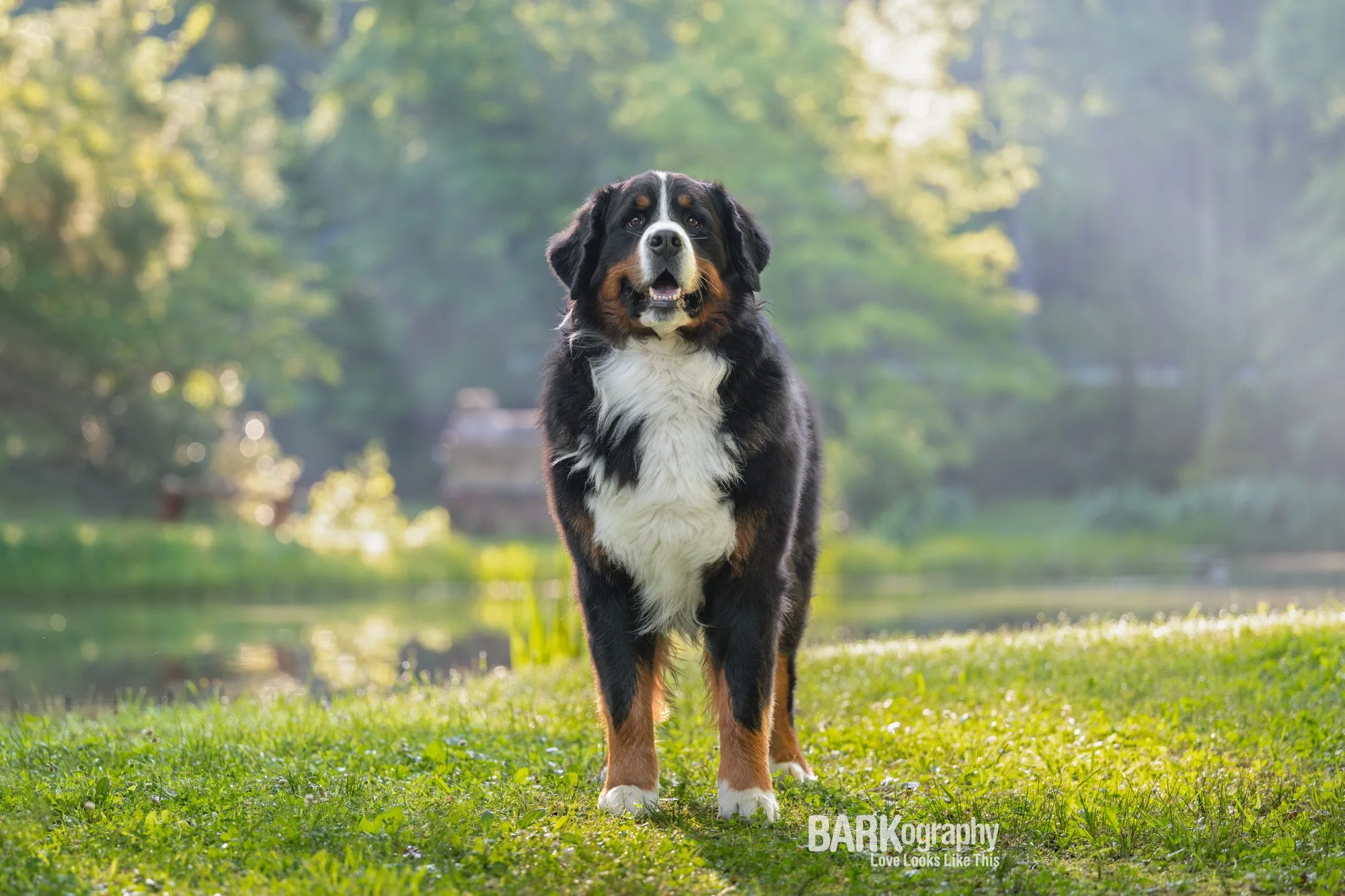 bernese mountain dog favorite photo 3B's Inn.jpg