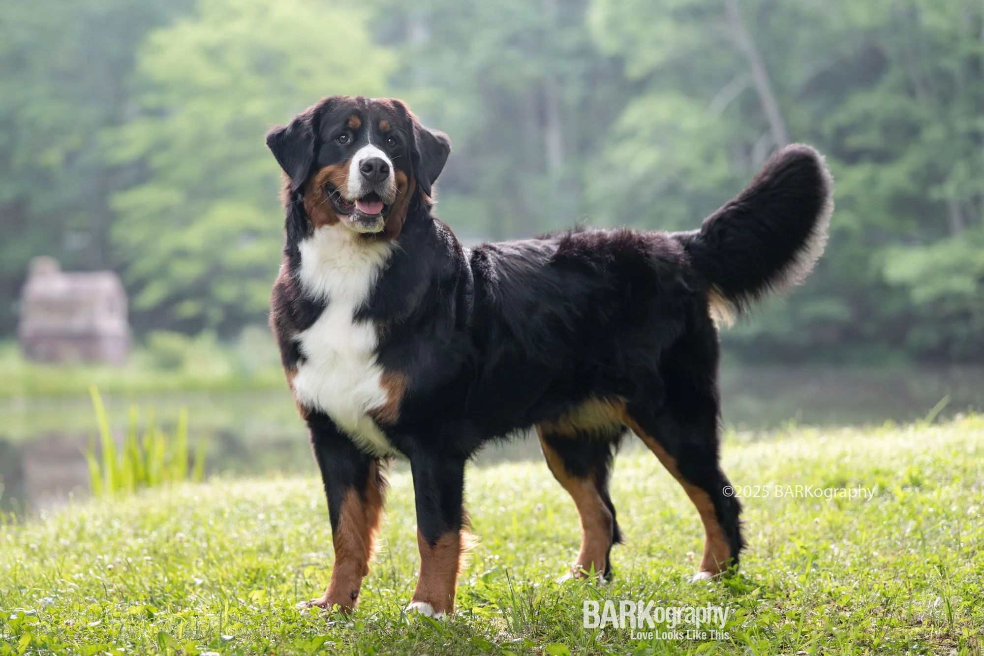 bernese mountain dog favorite photo.jpg
