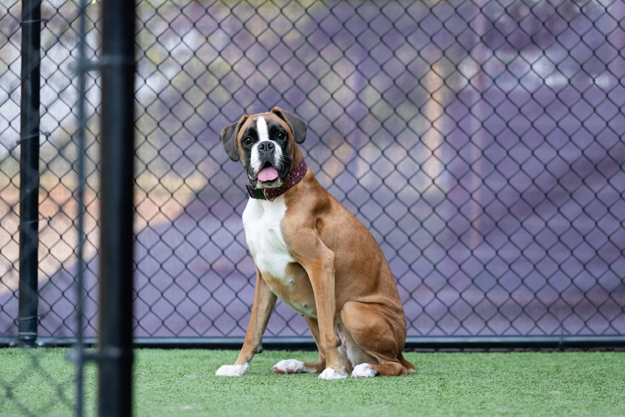 boxer at Central Bark Charlotte NC.jpg
