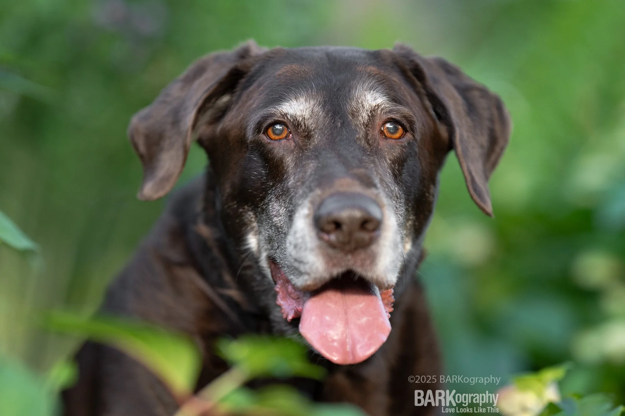 close up chocolate labrador retriever.jpg