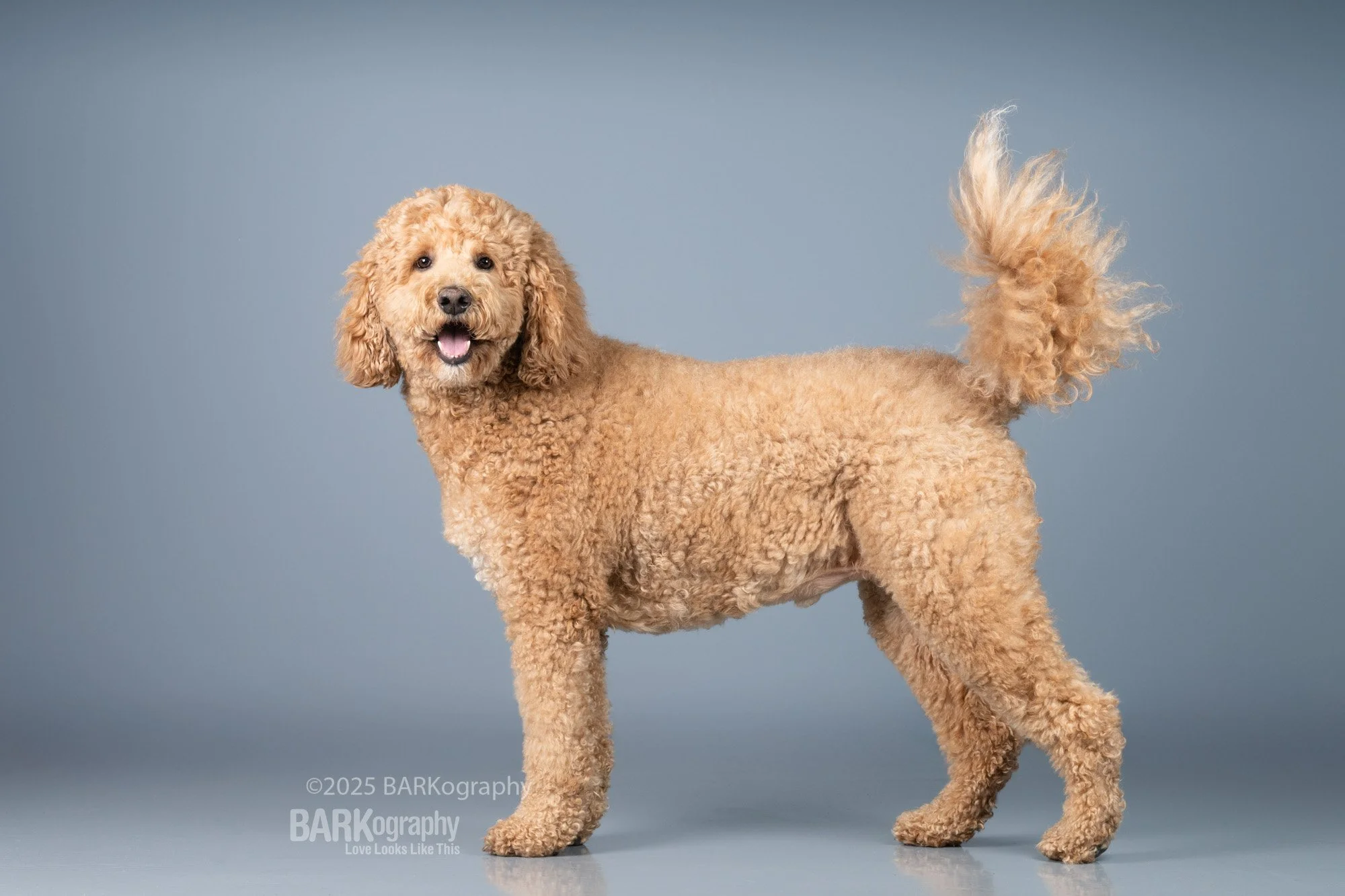 Charlotte NC studio photography with golden doodle.jpg