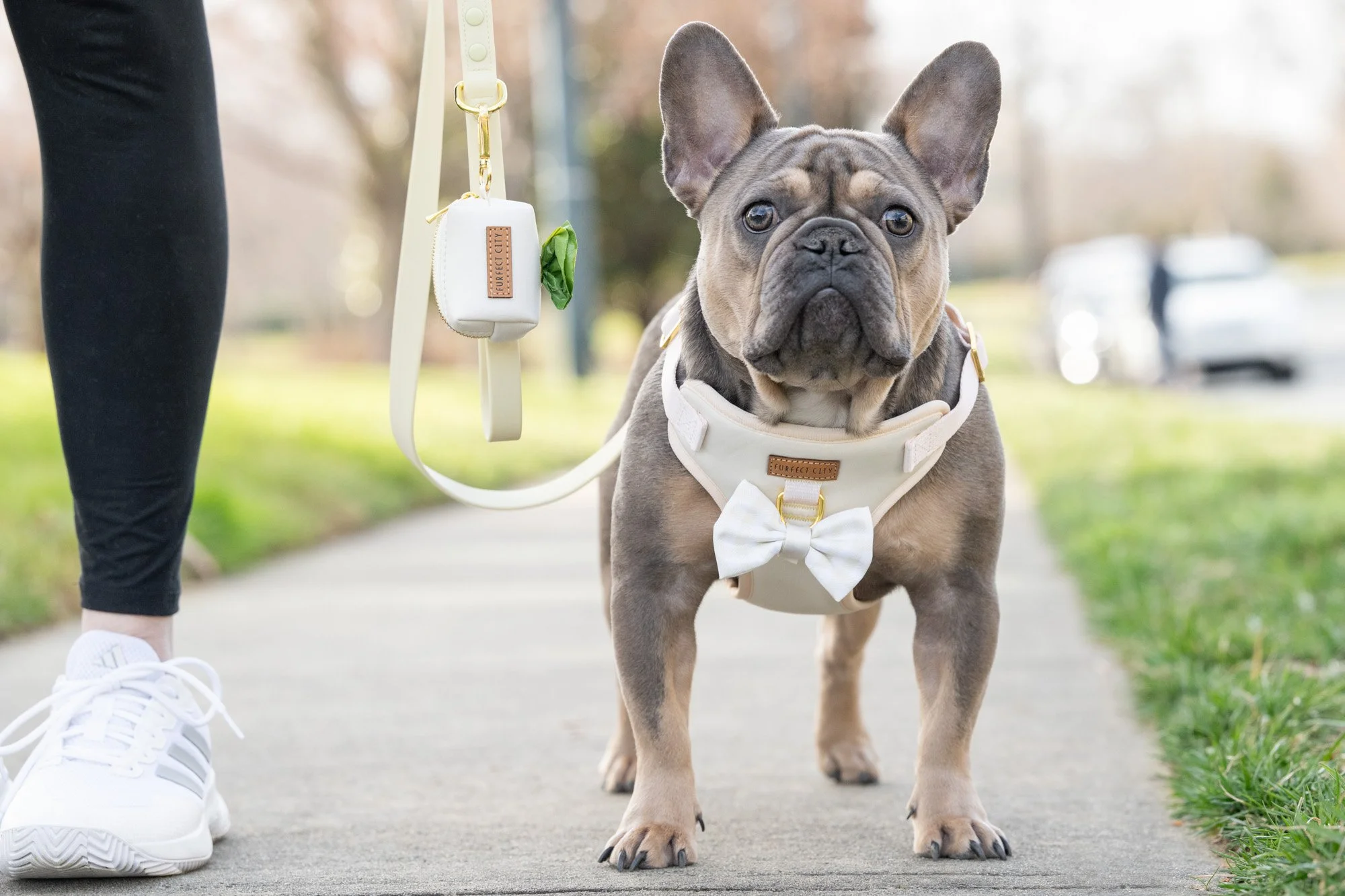 commercial pet photographer Charlotte NC.jpg