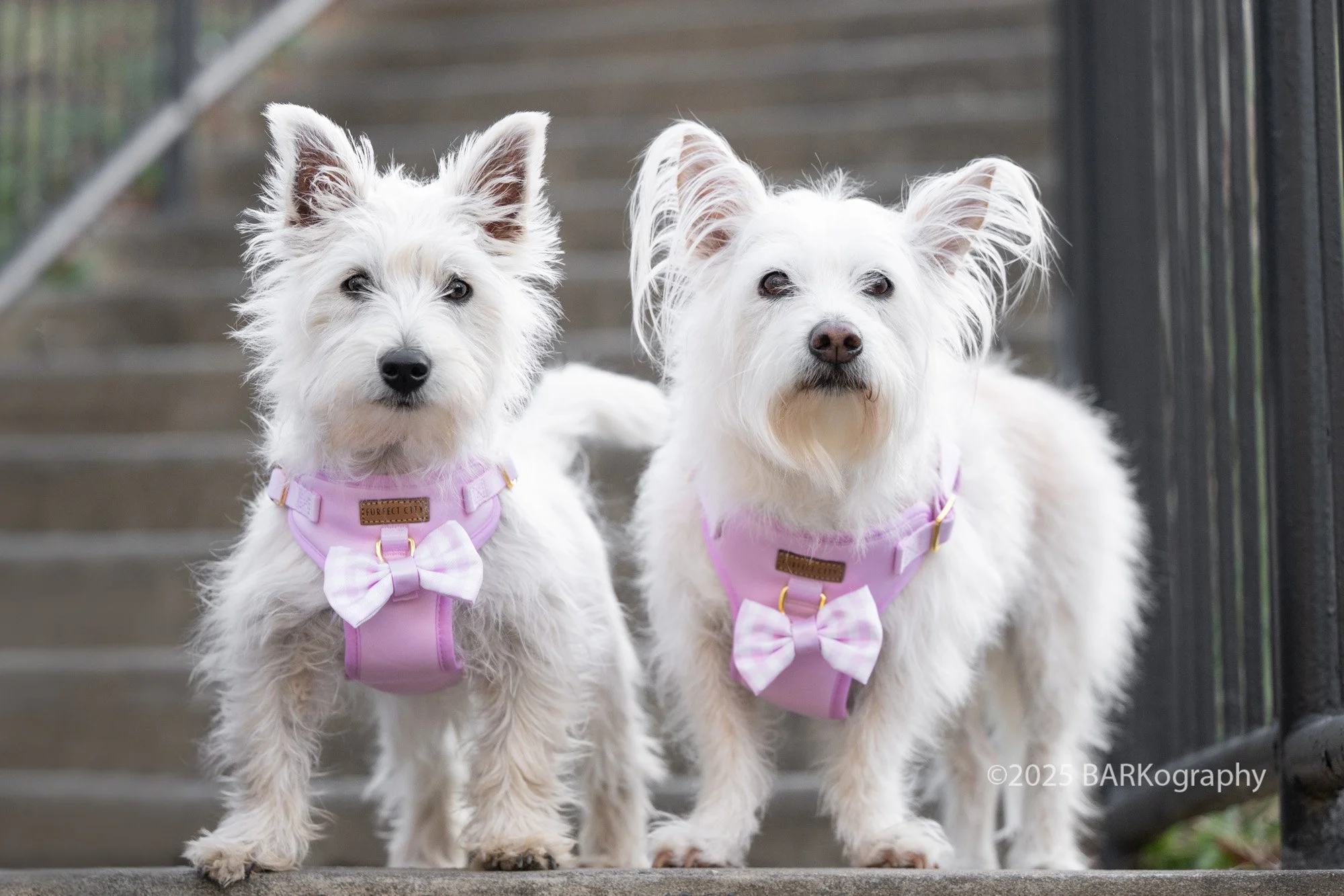 commercial pet photography.jpg