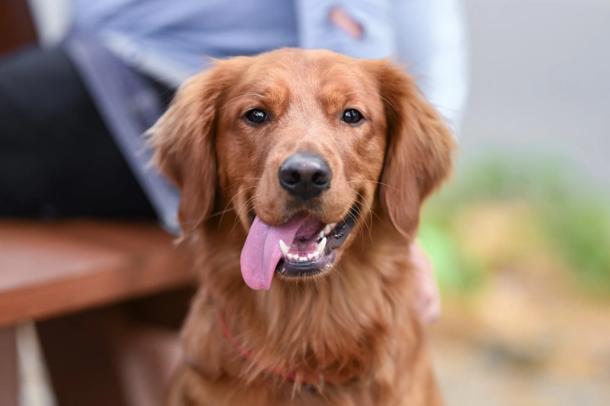 dog event photography at Giddy Goat Coffee Charlotte NC.jpg