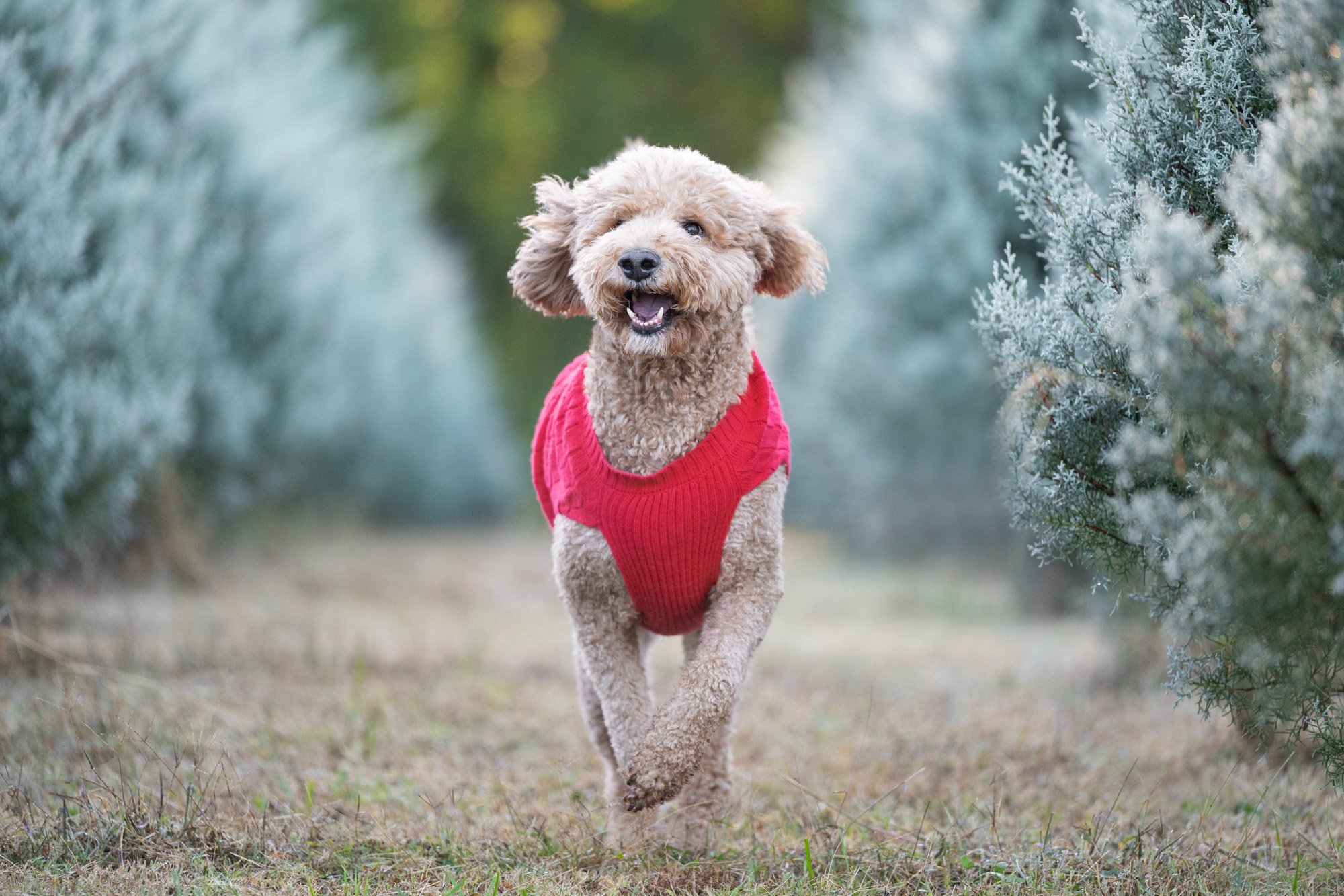 dog fun at Christmas tree farm-2.jpg