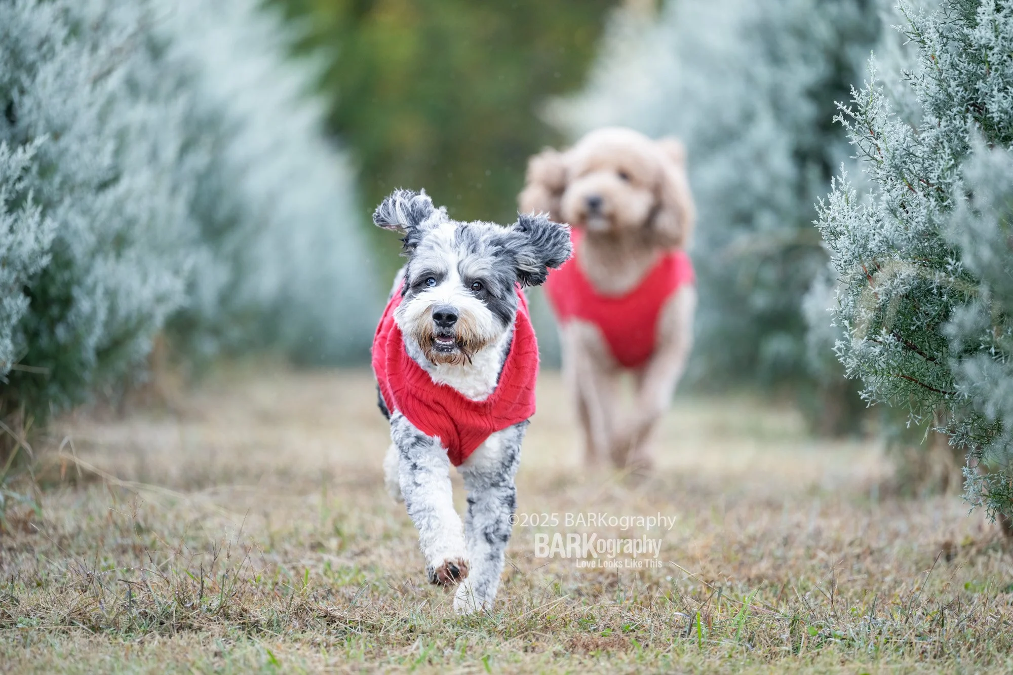 dog fun at Christmas tree farm.jpg