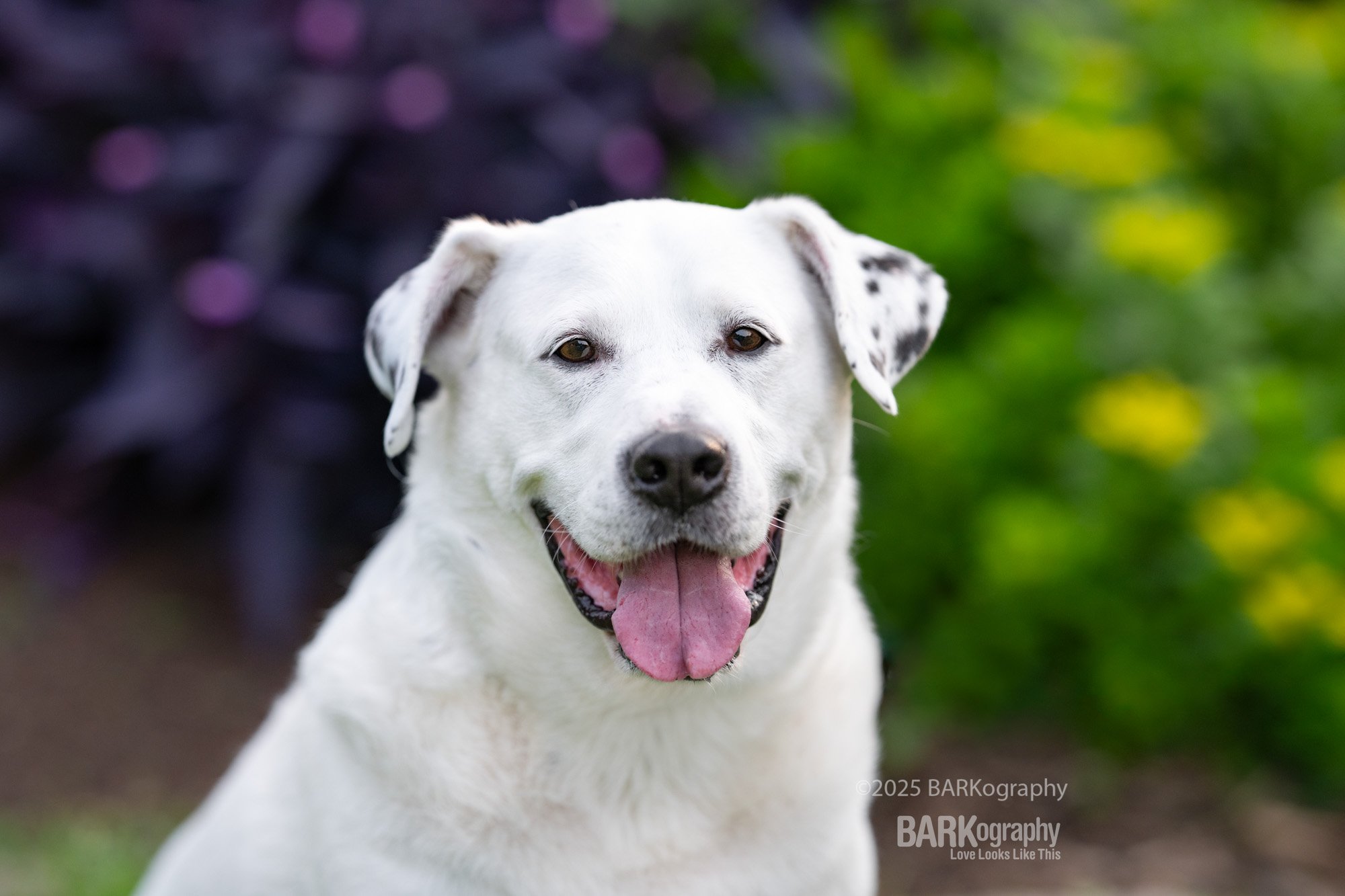 dog photographer's adopted dog Jeff.jpg