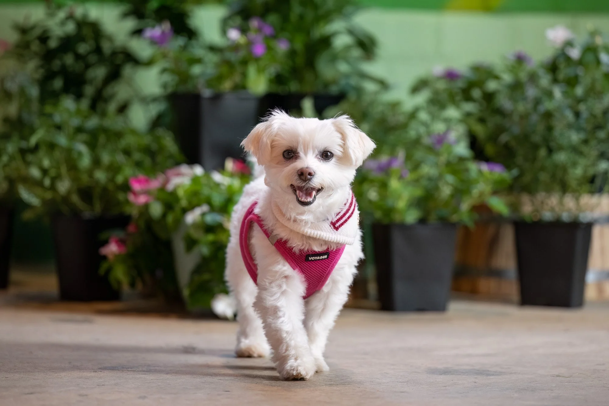 event photos Skiptown Charlotte NC.jpg