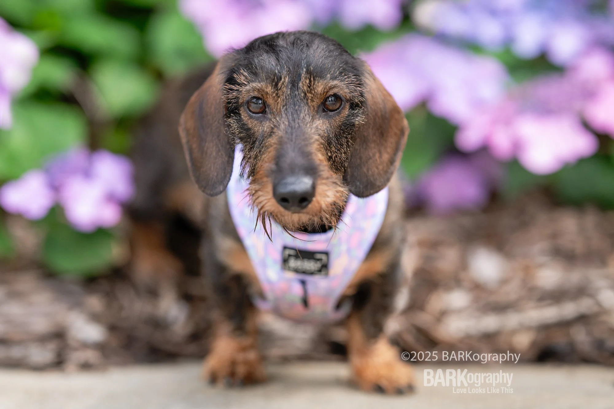 favorite dachshund photo.jpg