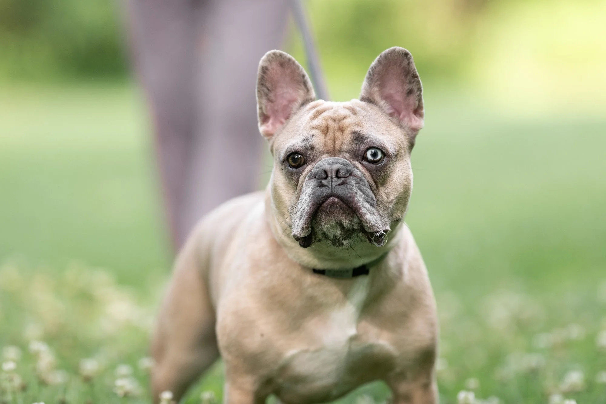 French Bulldog blowing bubble.jpg