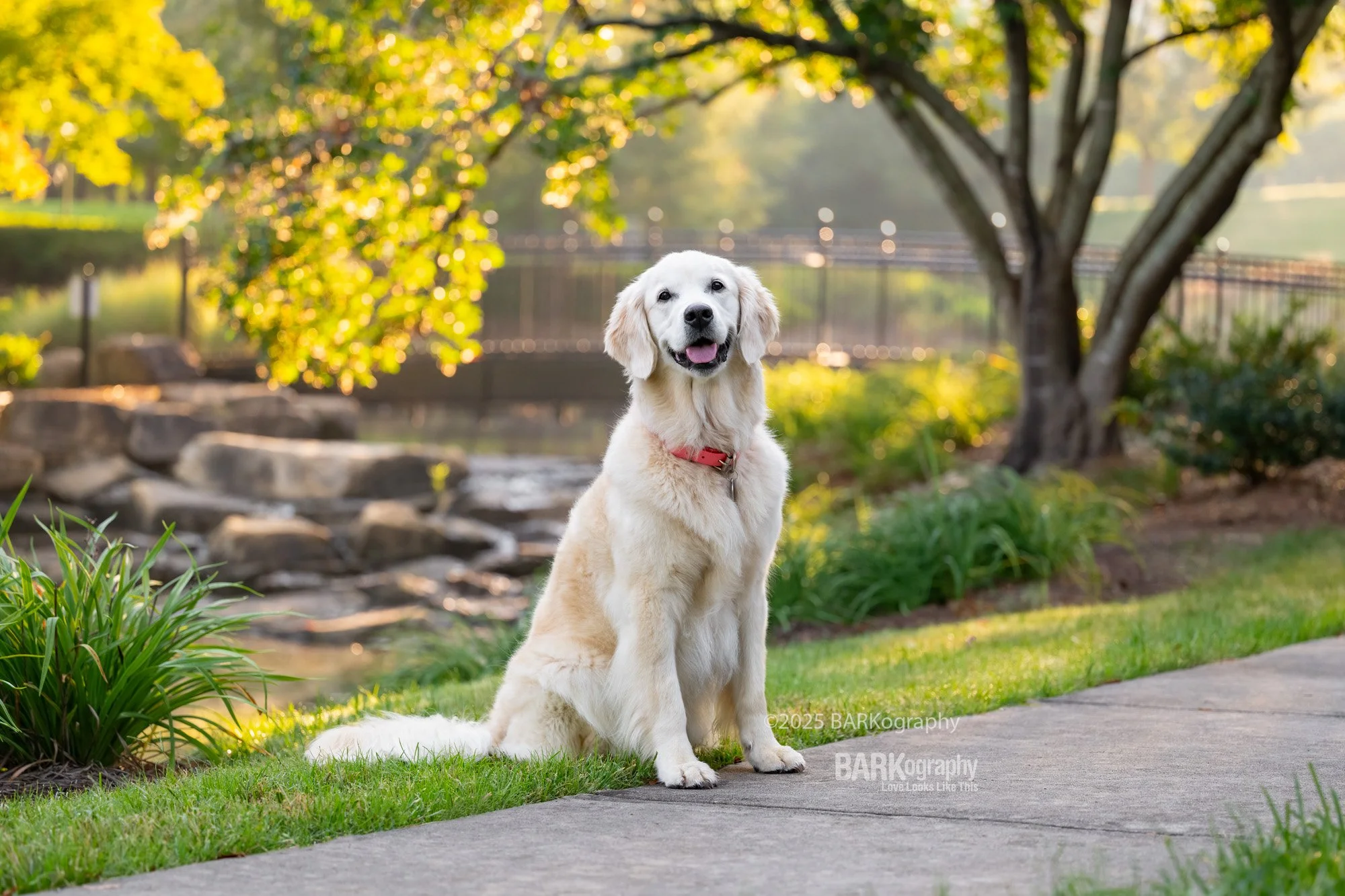 golden cream retriever at park backlit.jpg