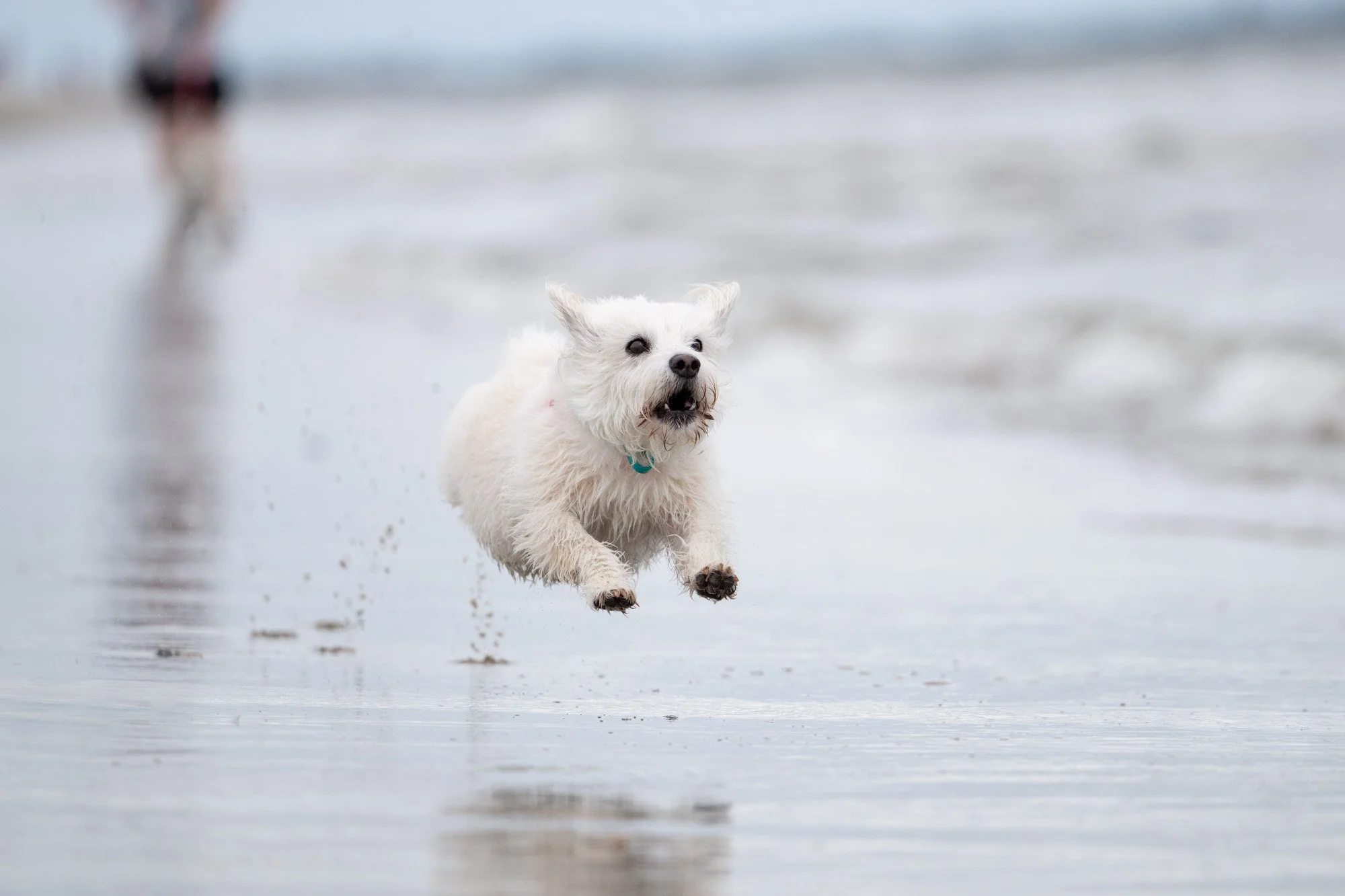 happy dog running on the beach-66.jpg