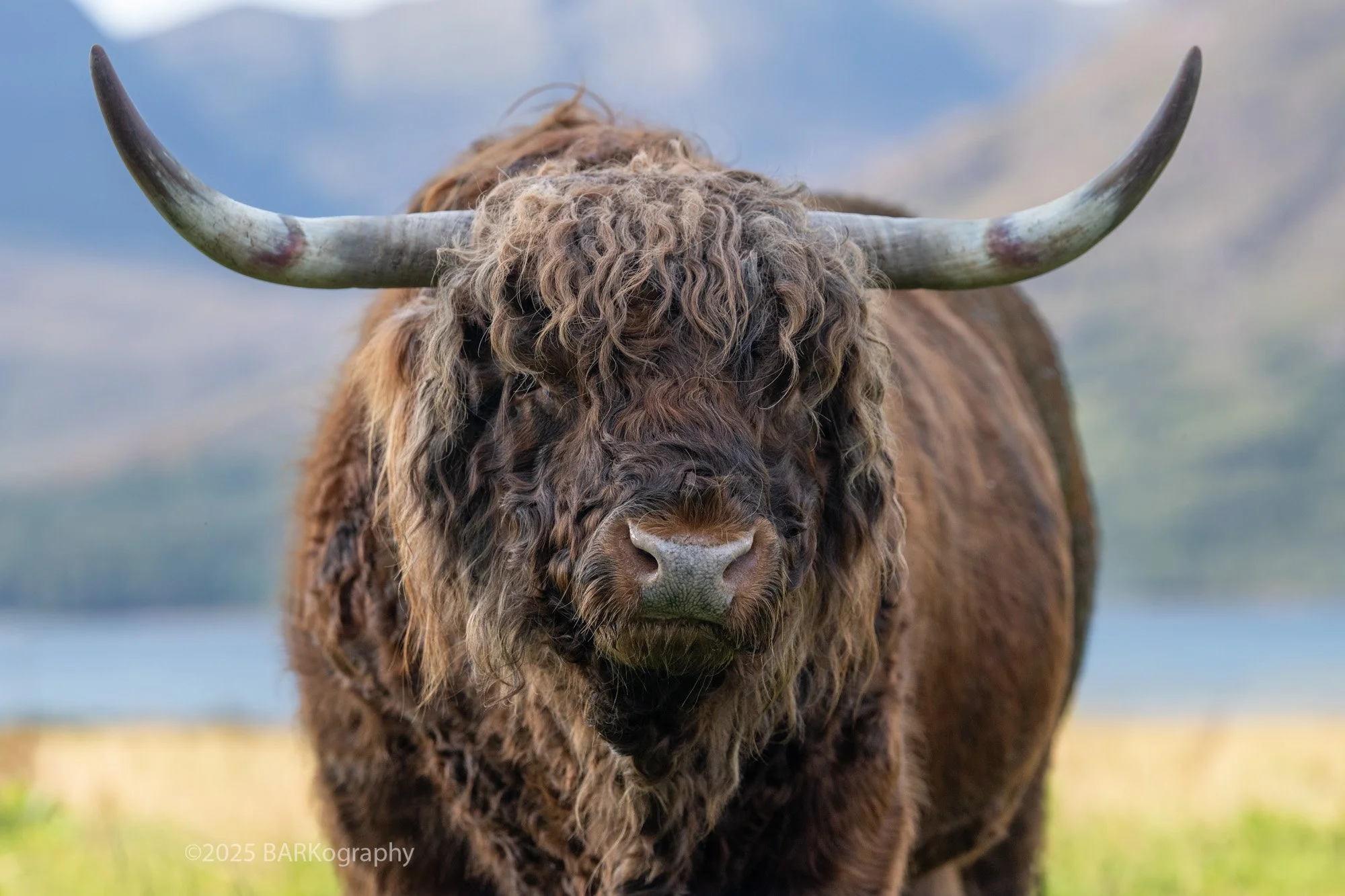 HIghland Cow The Torridon Hotel Scotland.jpg