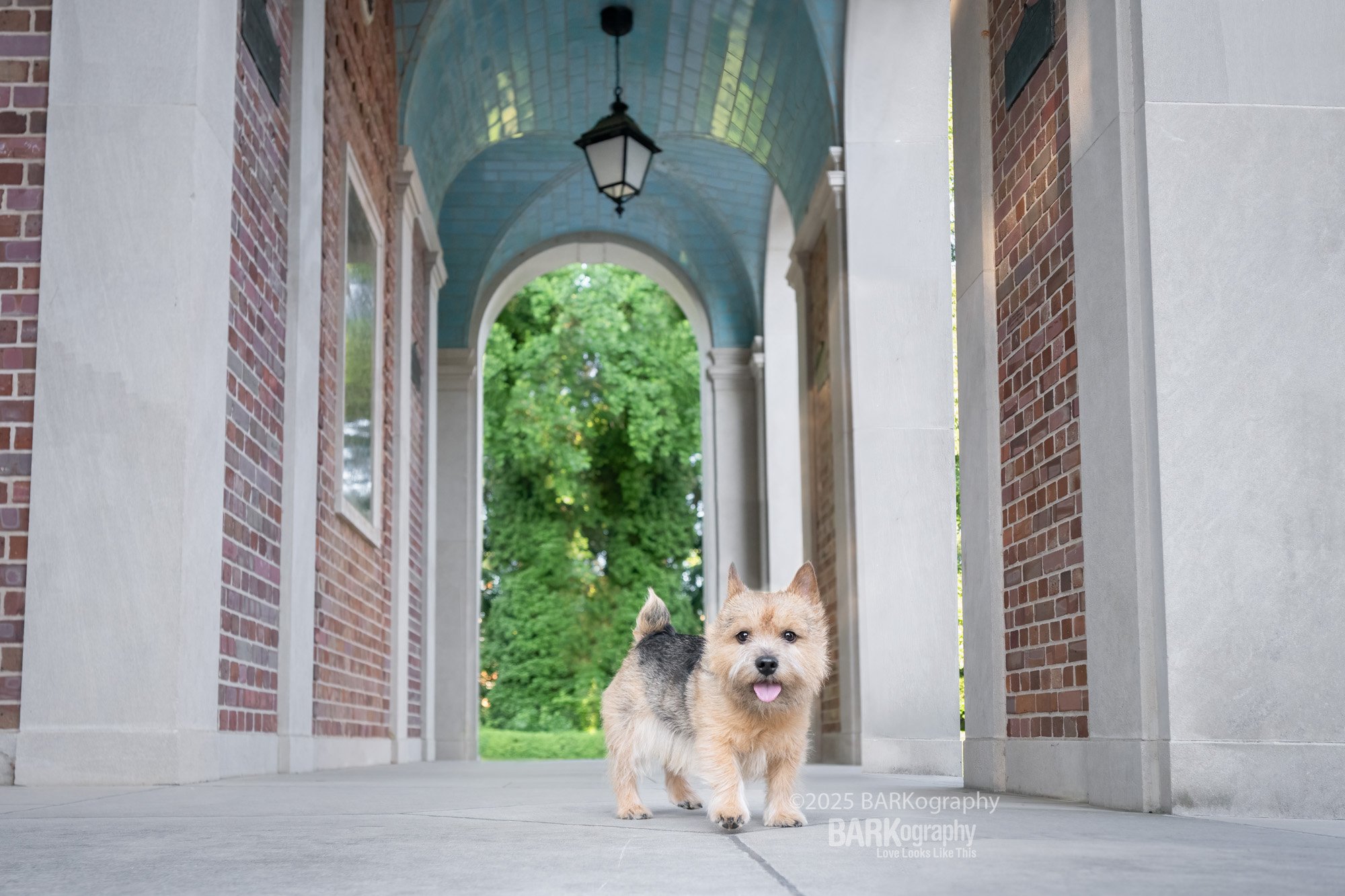 norwich terrier at bell tower Chapel Hill NC.jpg