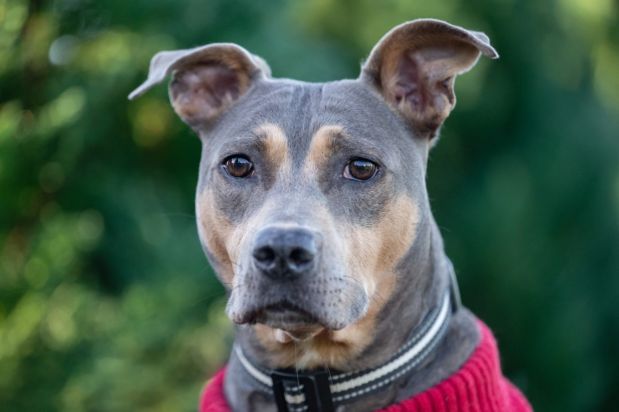 pit bull in Christmas sweater at Christmas tree farm.jpg
