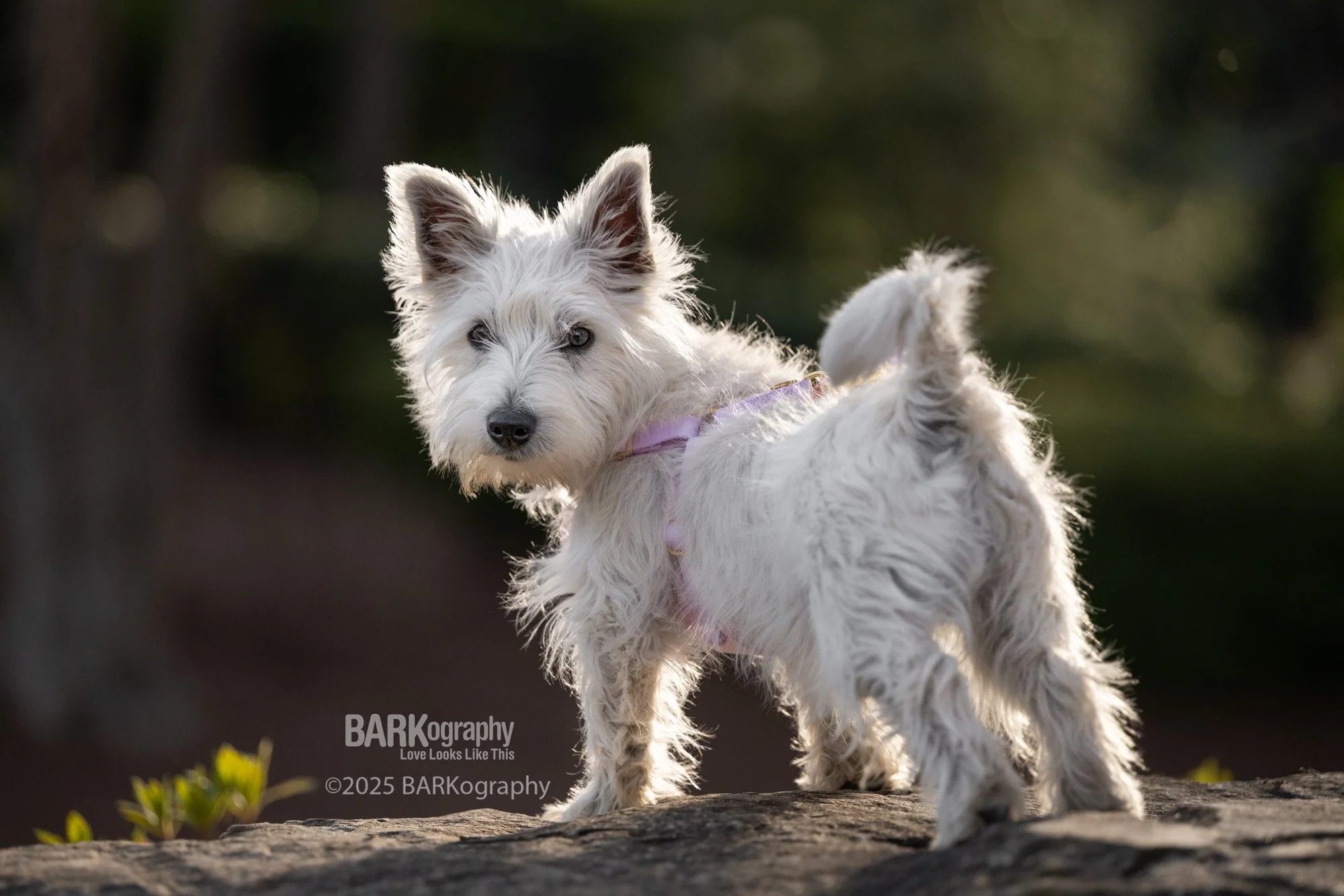 puppy pet photography.jpg