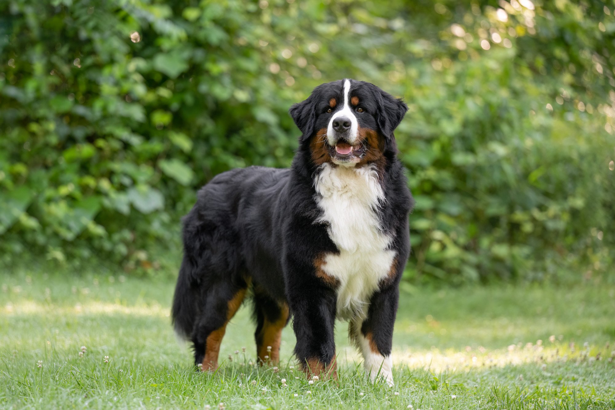 purebred bernese mountain dog 2025 favorite photo.jpg