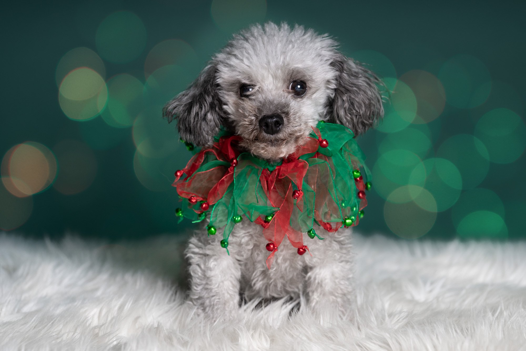 senior dog Christmas pic.jpg