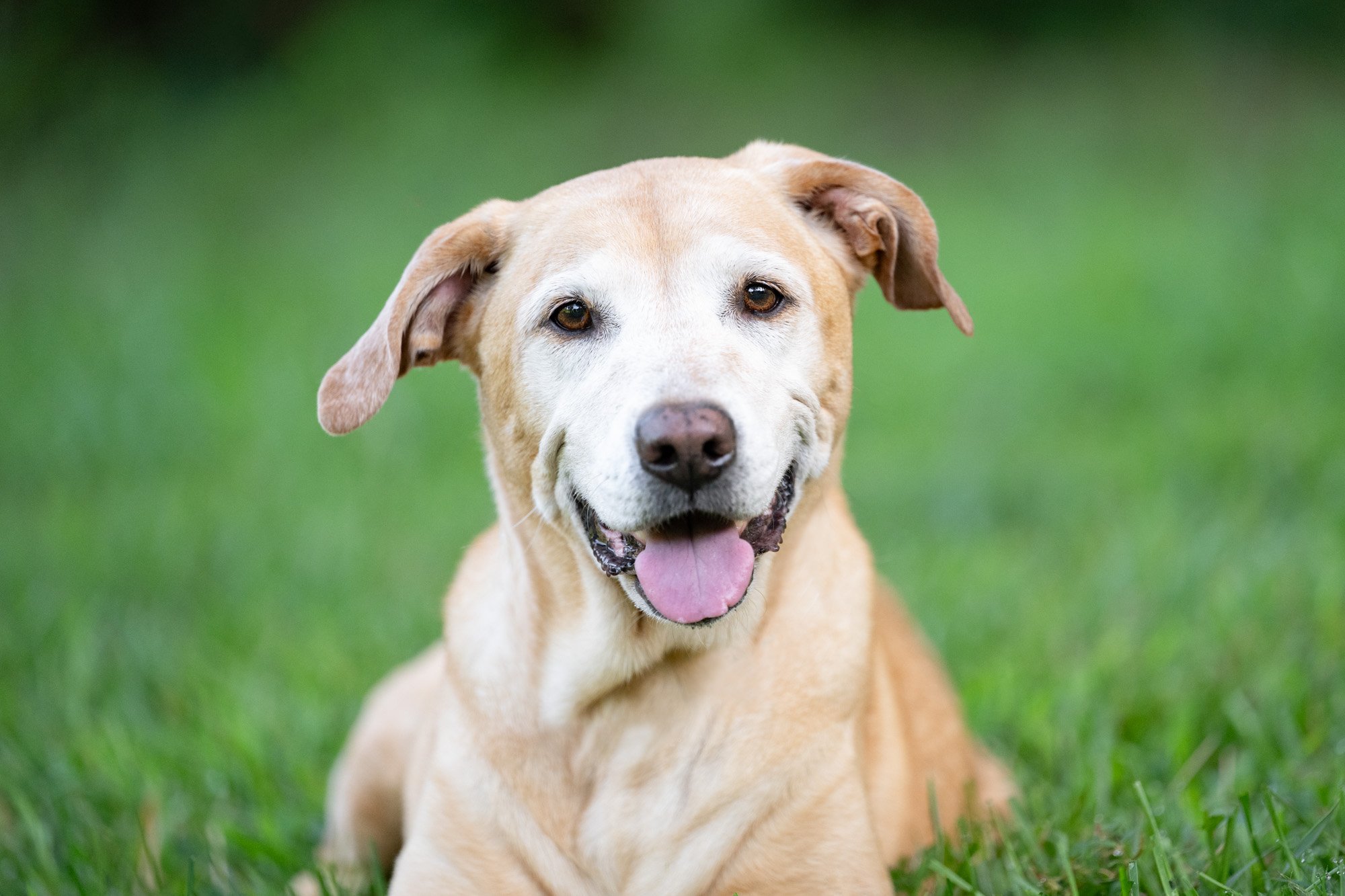 senior labrador retriever mix.jpg