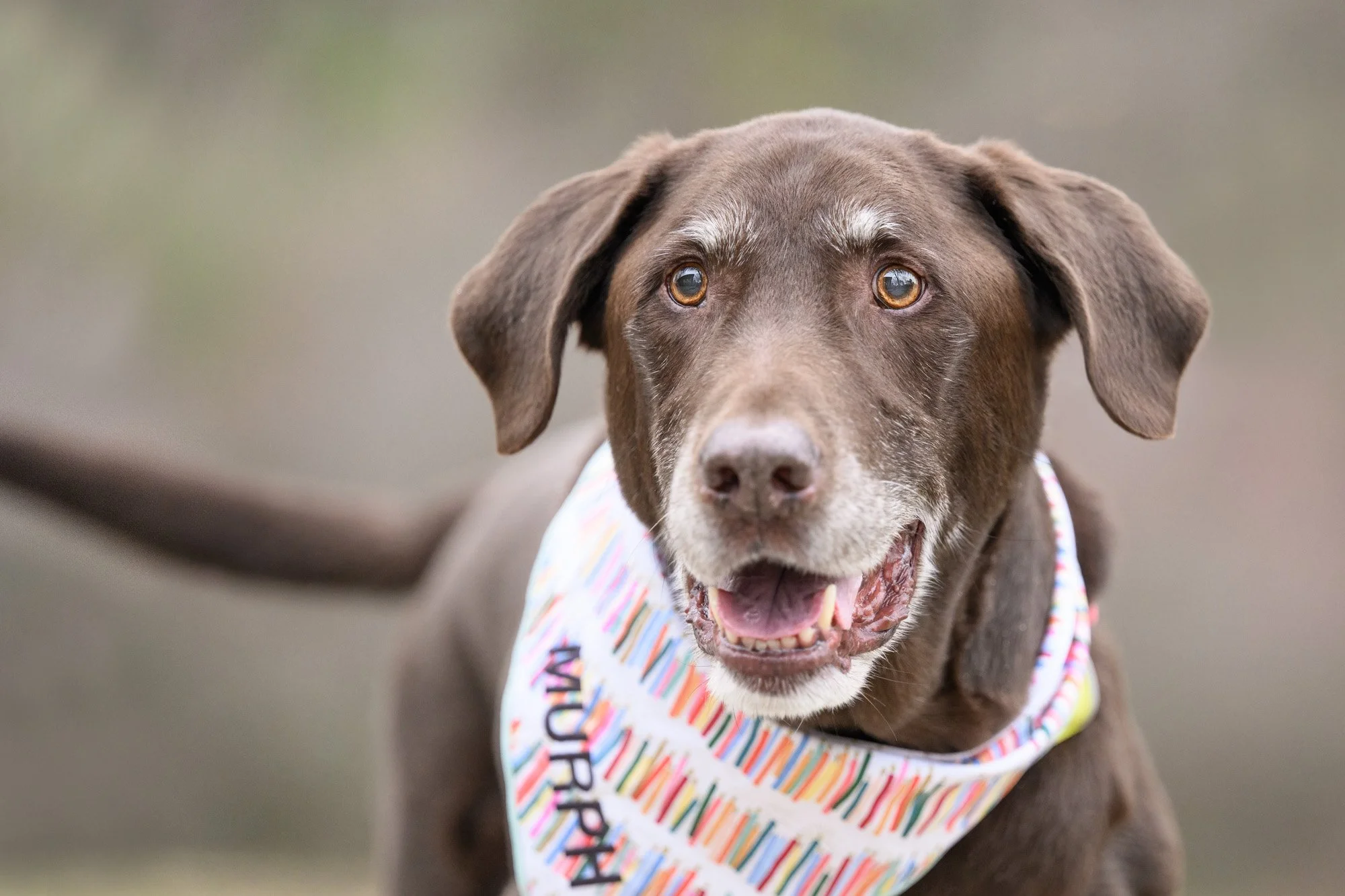 senior chocolate labrador retriever.jpg